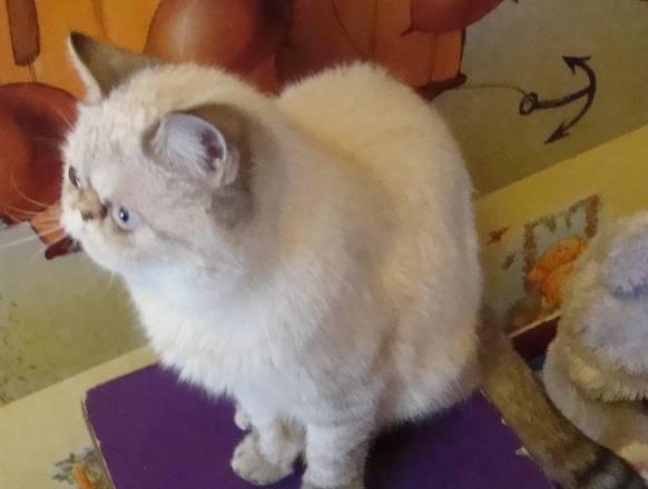 Короткошерстный экзот Нижний Новгород
