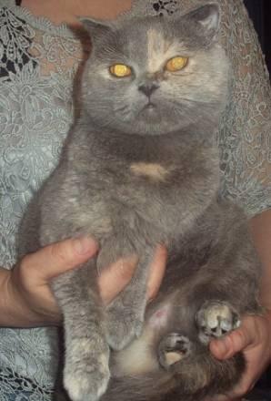 Британская кошка, вислоухая,  взрослая Электросталь
