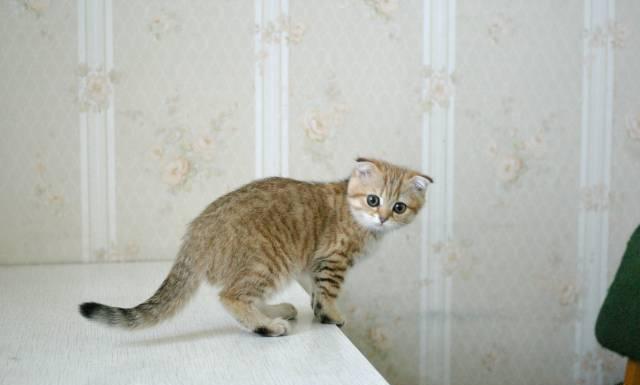 Шотландские вислоухие котята Москва