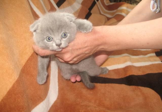 Котята Москва