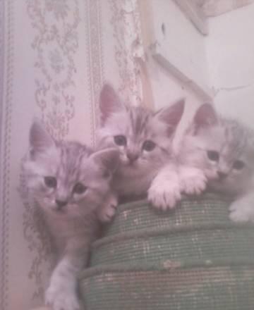 Котята "Вискас" Нижний Новгород