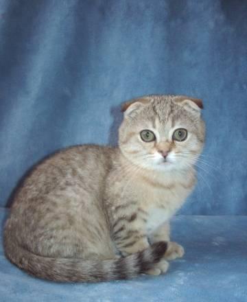 Шотландский вислоухий котик Санкт-Петербург
