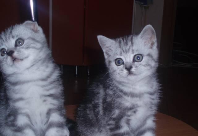 Котята с отличной родословной Краснодар