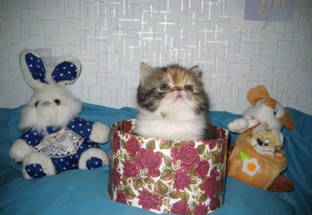 Котята экзотической породы Ижевск