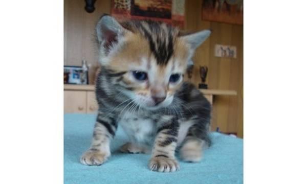Бенгальские кошки Екатеринбург
