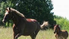 Верховые прогулки в Тверской обл Москва