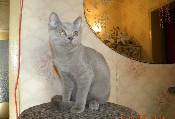 Подрощенный лиловый британский котик 6 мес Санкт-Петербург