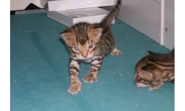 Свободный котята для вас. свяжитесь с нами Миасс