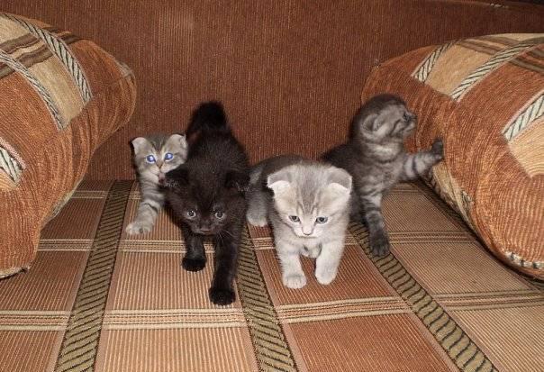 Шотландский вислоухие котята, недорого Казань