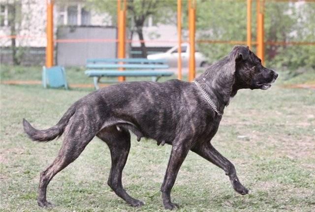 Эксклюзивный окрас "тигровый глаз" Шерри в дар Москва