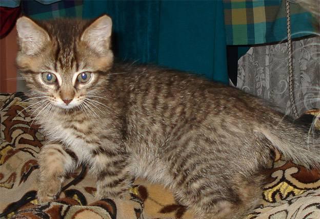 Котёнок Ерофей (2 мес.) в дар Фрязино