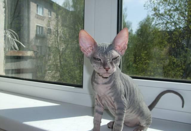 Котята донского сфинкса Москва