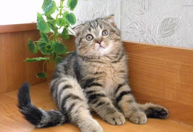 Шотландская вислоухая кошечка Москва
