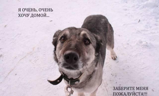 Лейла-ласковая,небольшая девочка,необычного окраса Москва