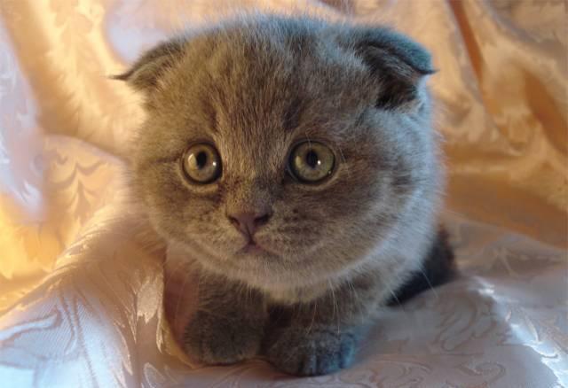 Вислоухий котик, маленькое чудо Москва