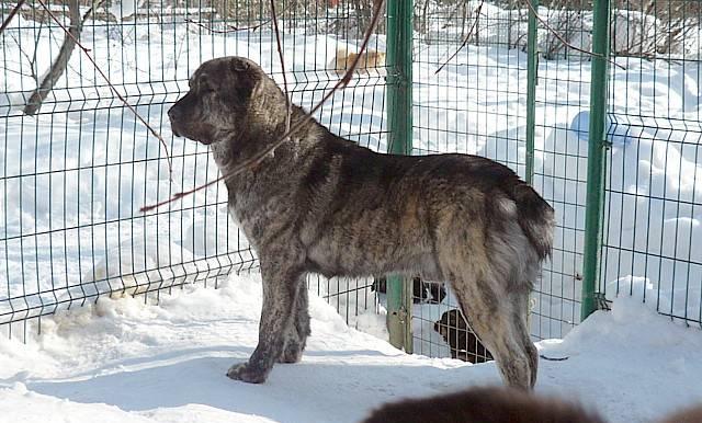 Щенки алабаев от аборигена из Туркмении Санкт-Петербург