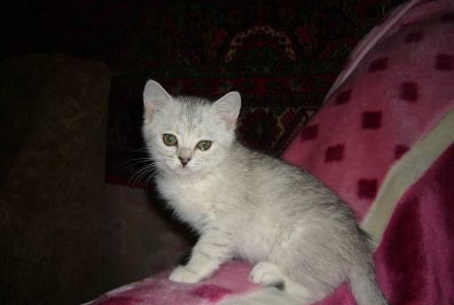 Британские котята Москва