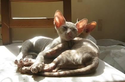 Котята корниш рекс Москва