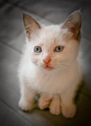 Котёнок в добрые руки Москва