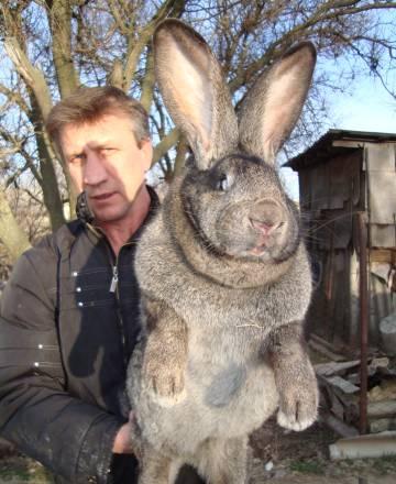Кролики фландер Элиста