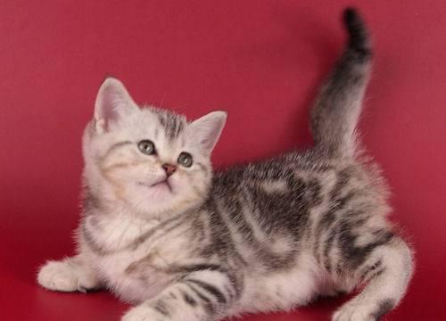Шотландские котятки Москва
