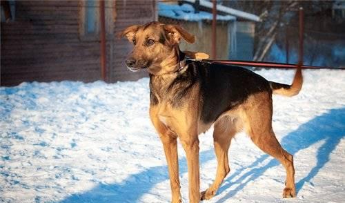 Собака аристократка  Одри  - в дар Москва