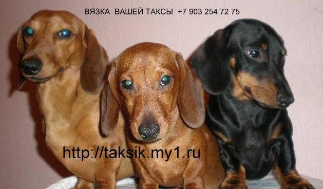 Вязка таксы.Кобель таксы для вязки Москва