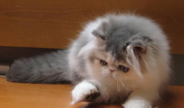 Персидские котята из Хохломы Воронеж
