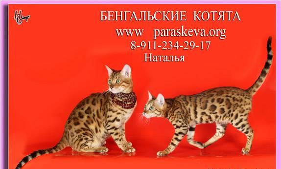 Бенгальские кошки, бенгальские котята Санкт-Петербург