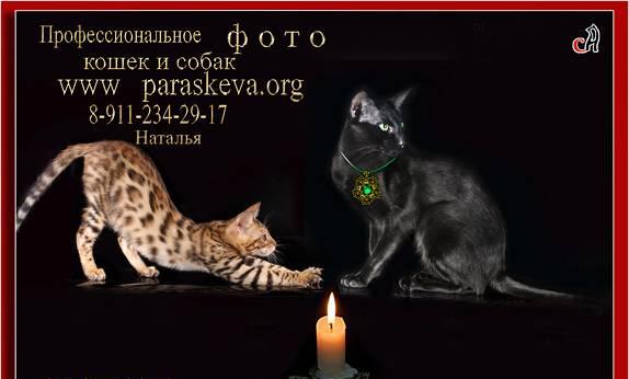 Бенгальские кошки, бенгальские котята Санкт-Петербург