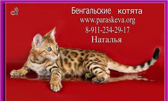 Бенгальские кошки, бенгальские котята Санкт-Петербург