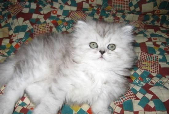 котята - персы и экзоты  шиншилла и др Москва
