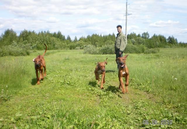 Родезийский риджбек Санкт-Петербург