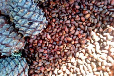 Кедровый орех, шишка кедра, масло кедровое Красноярск