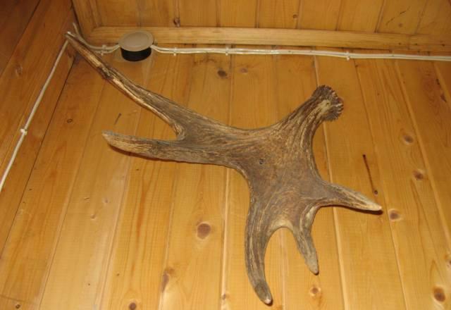 Рога лося Москва