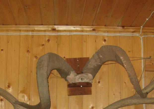 Рога архара памирского Москва