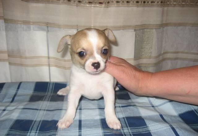 Очаровашки Санкт-Петербург