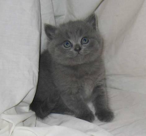 Клубные британские и шотландские вислоухие котята Москва