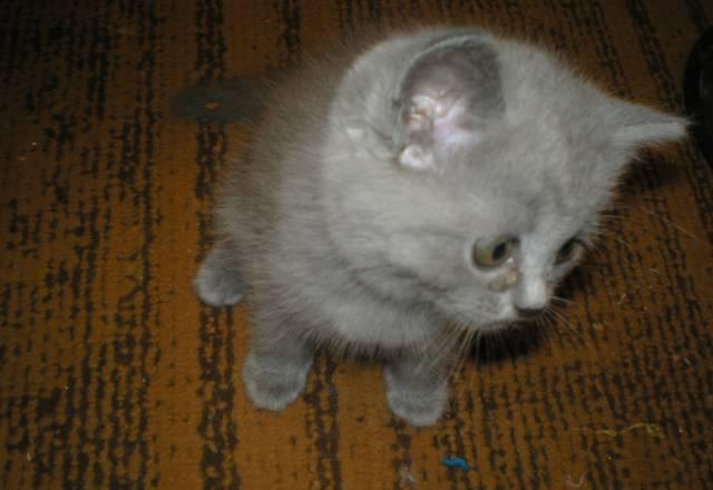 Голубой котик, шотландский страйт, возраст 1 мес Челябинск