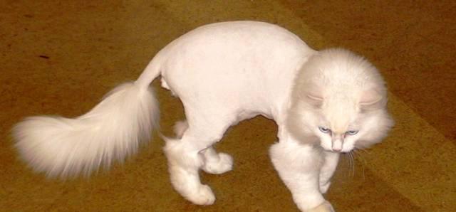 Стрижка кошек и котов Москва