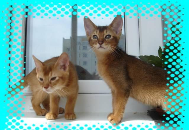 Абиссинские котята Москва