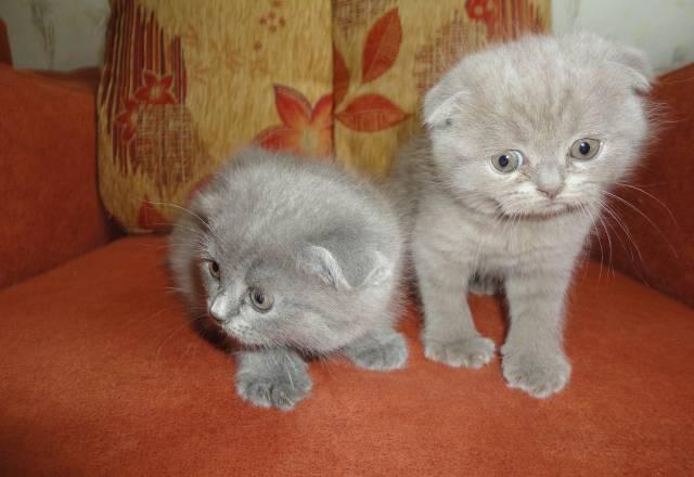 Две кошки и один кот шотландской вислоухой Воронеж