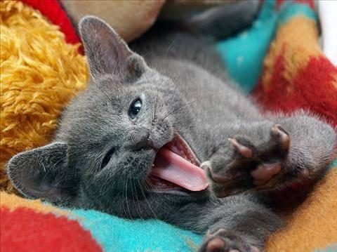 Котята русской голубой кошки 1 месяц Москва
