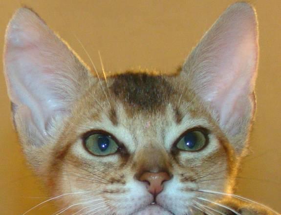 Котята Абиссинские Москва