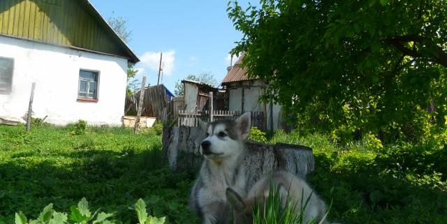Щенки аляскинского маламута Челябинск