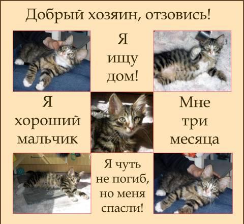 Котенок в добрые руки Санкт-Петербург