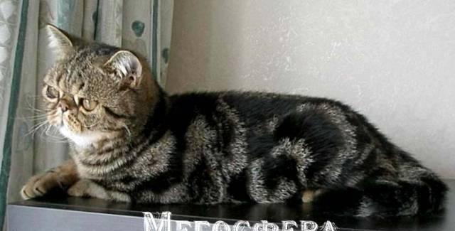 Подрощенный экзотический котик Москва