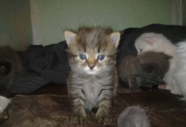 Котенок Саратов