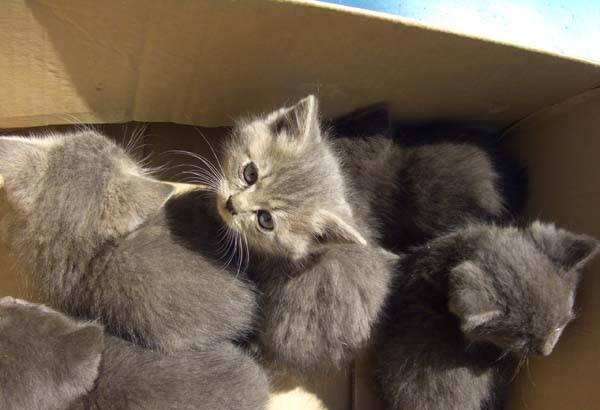 Котята Челябинск