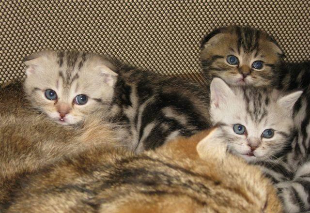 Отличный подарок - шотландские котята Москва